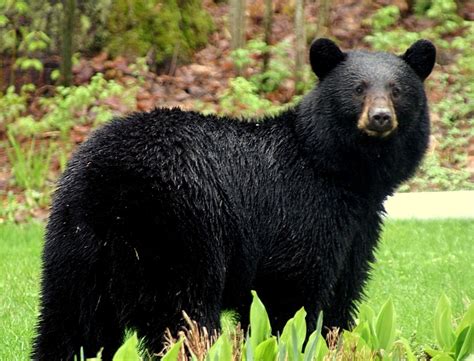 Black Bear .